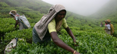 Nabiralka čaja, okolica Munnarja