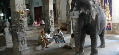 Slon v svetišču pod Sveto goro, okolica Maduraija
