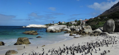 Kolonije pingvinov pri Capetownu