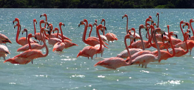 Flamingoti