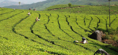 Plantaže čaja okoli Munnarja