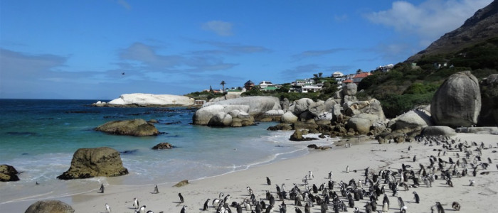 -Kolonije pingvinov pri Capetownu