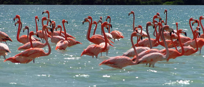 -Flamingoti